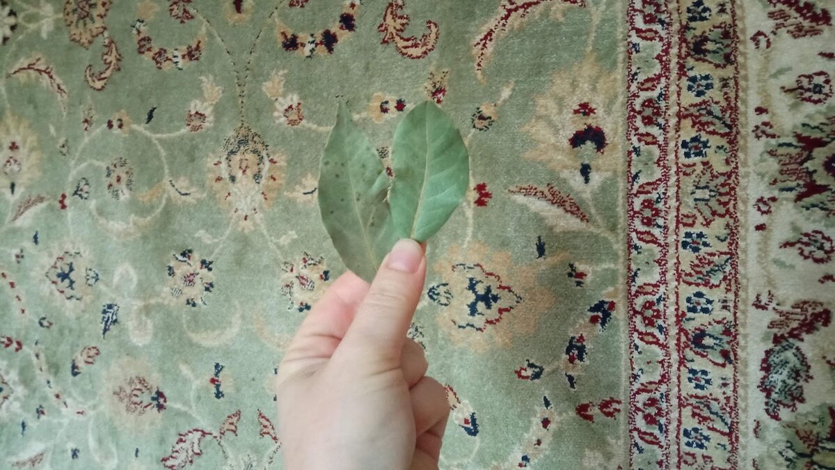 Mettete una foglia di alloro sotto il tappeto e già domani mattina vi libererete del vostro problema quotidiano 2 Mettete una foglia di alloro sotto il tappeto e già domani mattina vi libererete del vostro problema quotidiano