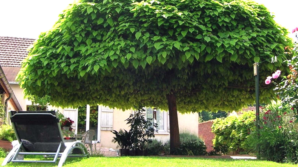 6 tipi di piante che non dovrebbero essere piantati davanti all’ingresso di casa