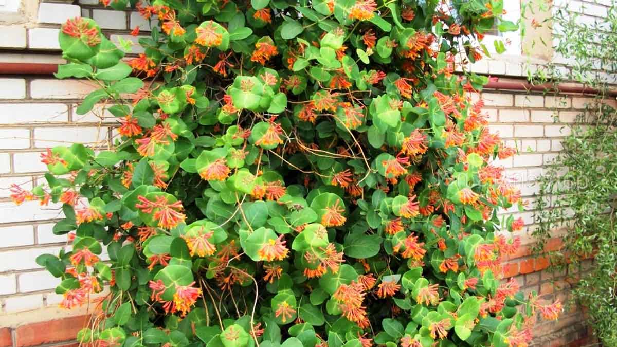 7 piante rampicanti che crescono magnificamente all’ombra, anche negli angoli più bui