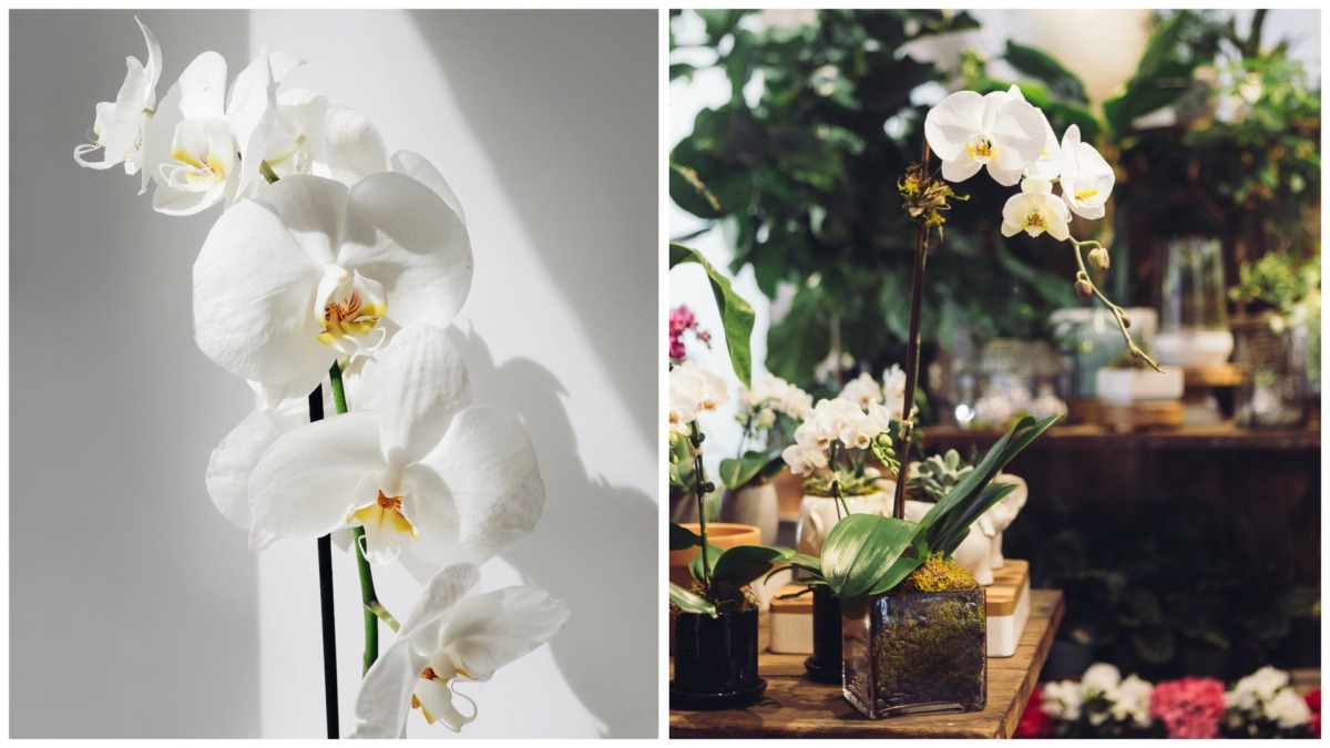 Tre chiavi per mantenere viva la sua prima orchidea in casa: raccomandazioni di base che aiutano a evitare il suo deterioramento