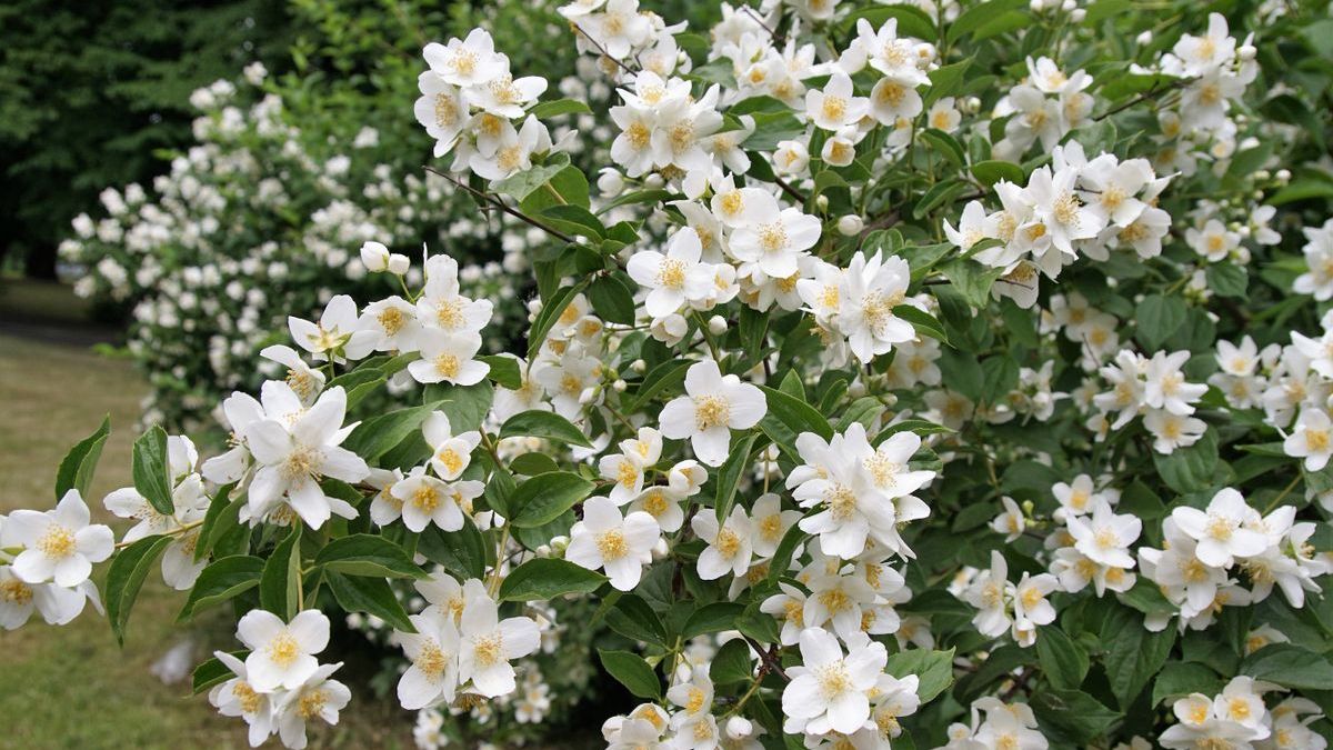 Se curi il gelsomino ad aprile, ricorda la regola dei “5 no”: la pianta produrrà nuovi germogli con forza e i fiori sbocceranno con un profumo intenso che si diffonderà in tutta la casa 2 Se curi il gelsomino ad aprile, ricorda la regola dei “5 no”: la pianta produrrà nuovi germogli con forza e i fiori sbocceranno con un profumo intenso che si diffonderà in tutta la casa