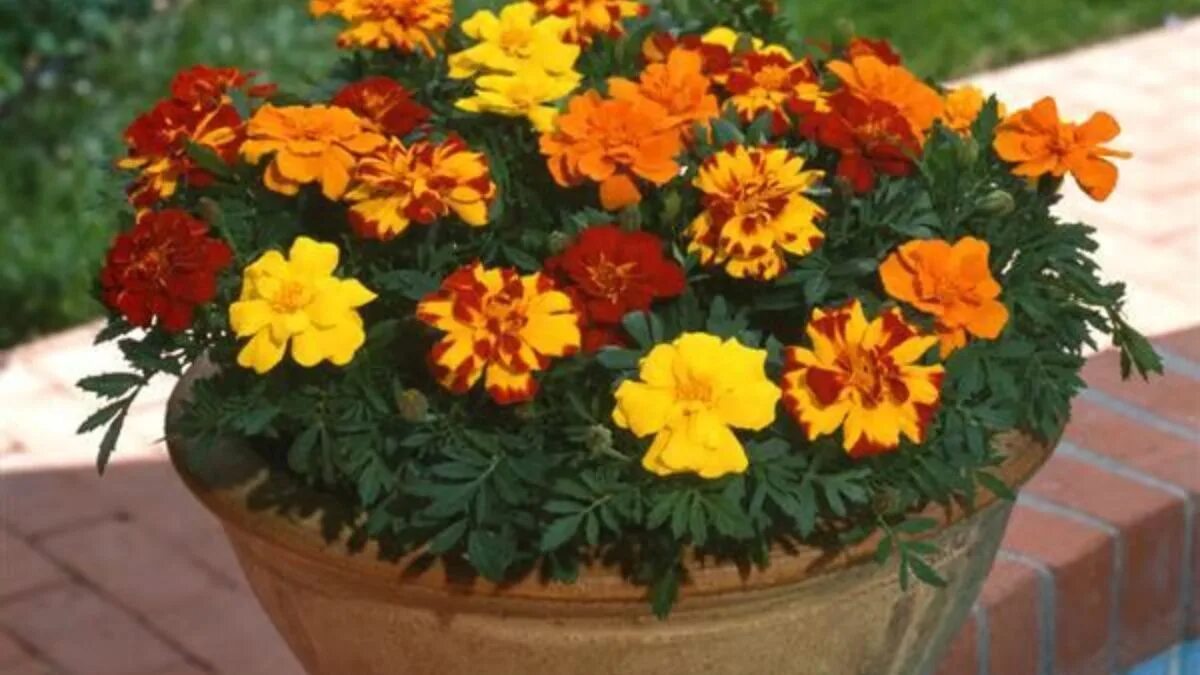 Piantate subito questi 8 fiori a crescita rapida per avere un giardino luminoso nel giro di poche settimane, compresi gli spettacolari bocche di leone
