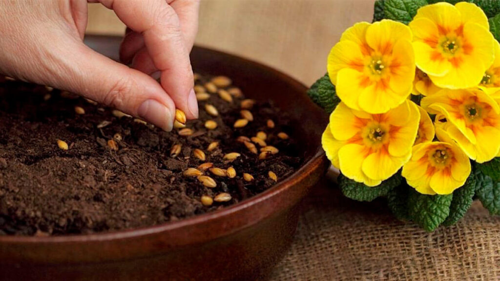 10 dei migliori semi da seminare adesso per avere fiori per tutta l’estate