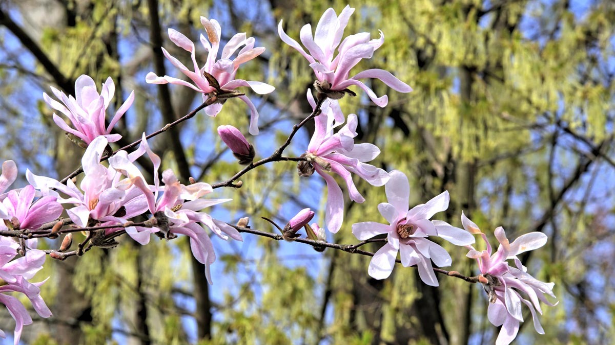 Ecco 12 dei migliori alberi nani per un piccolo cortile che possono dare il massimo fascino alla facciata della casa 11 Ecco 12 dei migliori alberi nani per un piccolo cortile che possono dare il massimo fascino alla facciata della casa