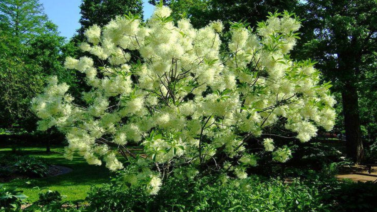 Ecco 12 dei migliori alberi nani per un piccolo cortile che possono dare il massimo fascino alla facciata della casa 12 Ecco 12 dei migliori alberi nani per un piccolo cortile che possono dare il massimo fascino alla facciata della casa