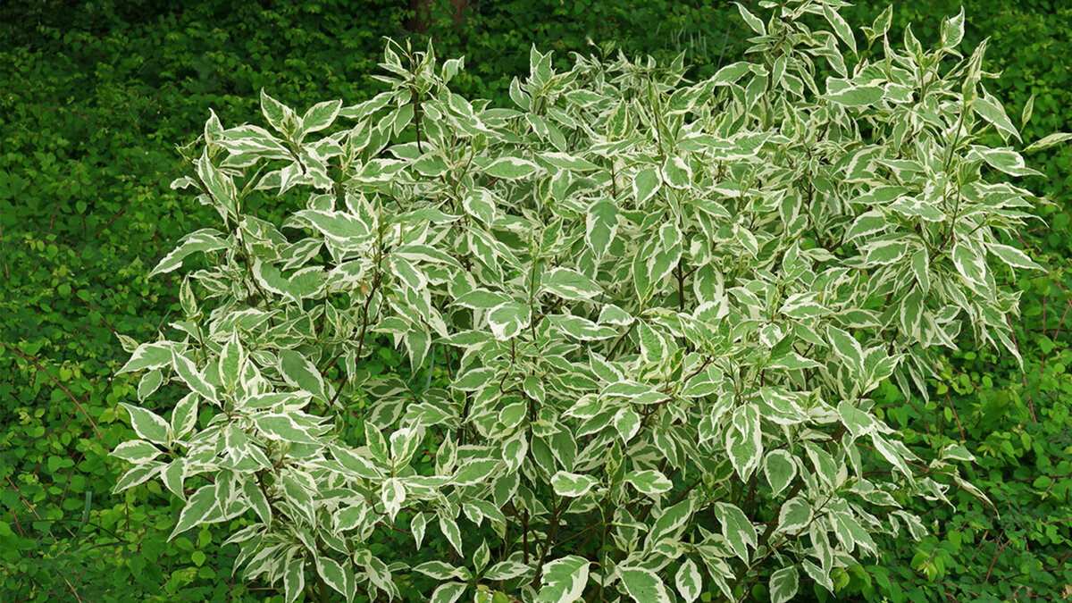 Ecco 12 dei migliori alberi nani per un piccolo cortile che possono dare il massimo fascino alla facciata della casa 13 Ecco 12 dei migliori alberi nani per un piccolo cortile che possono dare il massimo fascino alla facciata della casa