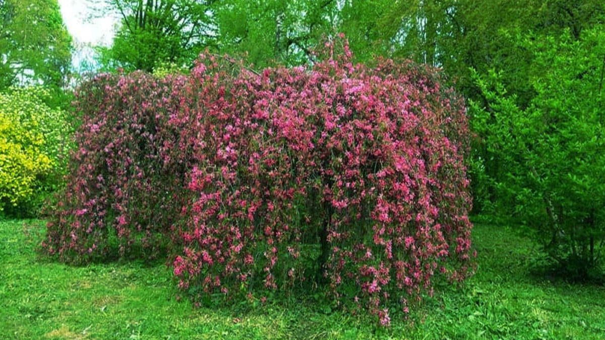 Ecco 12 dei migliori alberi nani per un piccolo cortile che possono dare il massimo fascino alla facciata della casa 3 Ecco 12 dei migliori alberi nani per un piccolo cortile che possono dare il massimo fascino alla facciata della casa