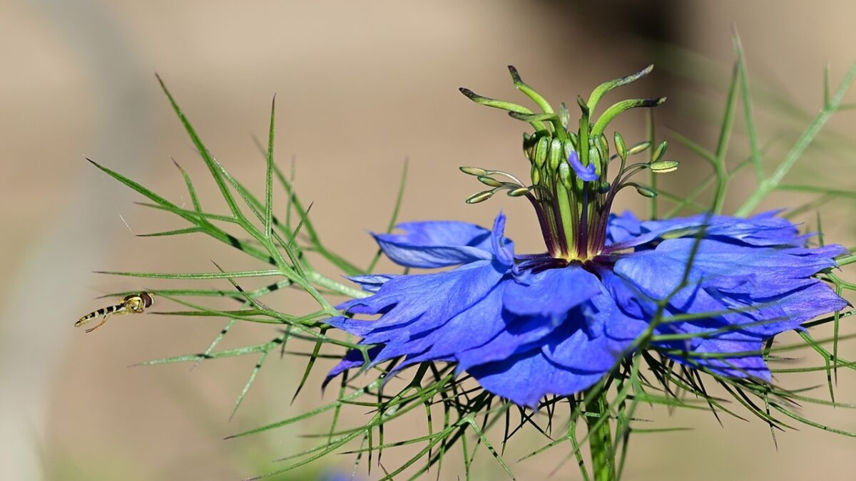 Piantate subito questi 8 fiori a crescita rapida per avere un giardino luminoso nel giro di poche settimane, compresi gli spettacolari bocche di leone