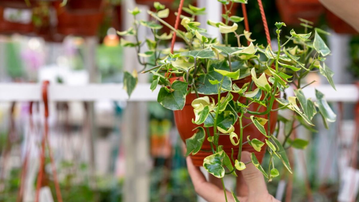3 piante in vaso che in aprile possono già tornare all’aperto