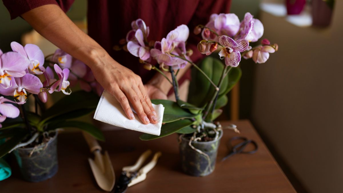 Tre chiavi per mantenere viva la sua prima orchidea in casa: raccomandazioni di base che aiutano a evitare il suo deterioramento