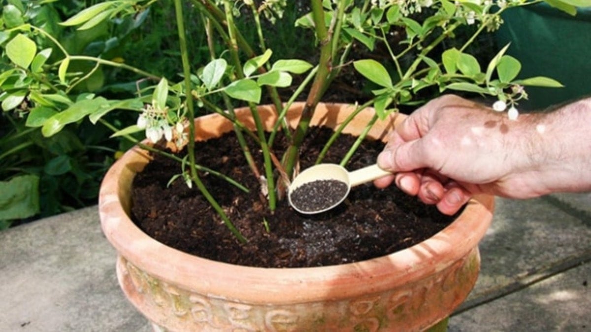 Se curi il gelsomino ad aprile, ricorda la regola dei “5 no”: la pianta produrrà nuovi germogli con forza e i fiori sbocceranno con un profumo intenso che si diffonderà in tutta la casa 3 Se curi il gelsomino ad aprile, ricorda la regola dei “5 no”: la pianta produrrà nuovi germogli con forza e i fiori sbocceranno con un profumo intenso che si diffonderà in tutta la casa