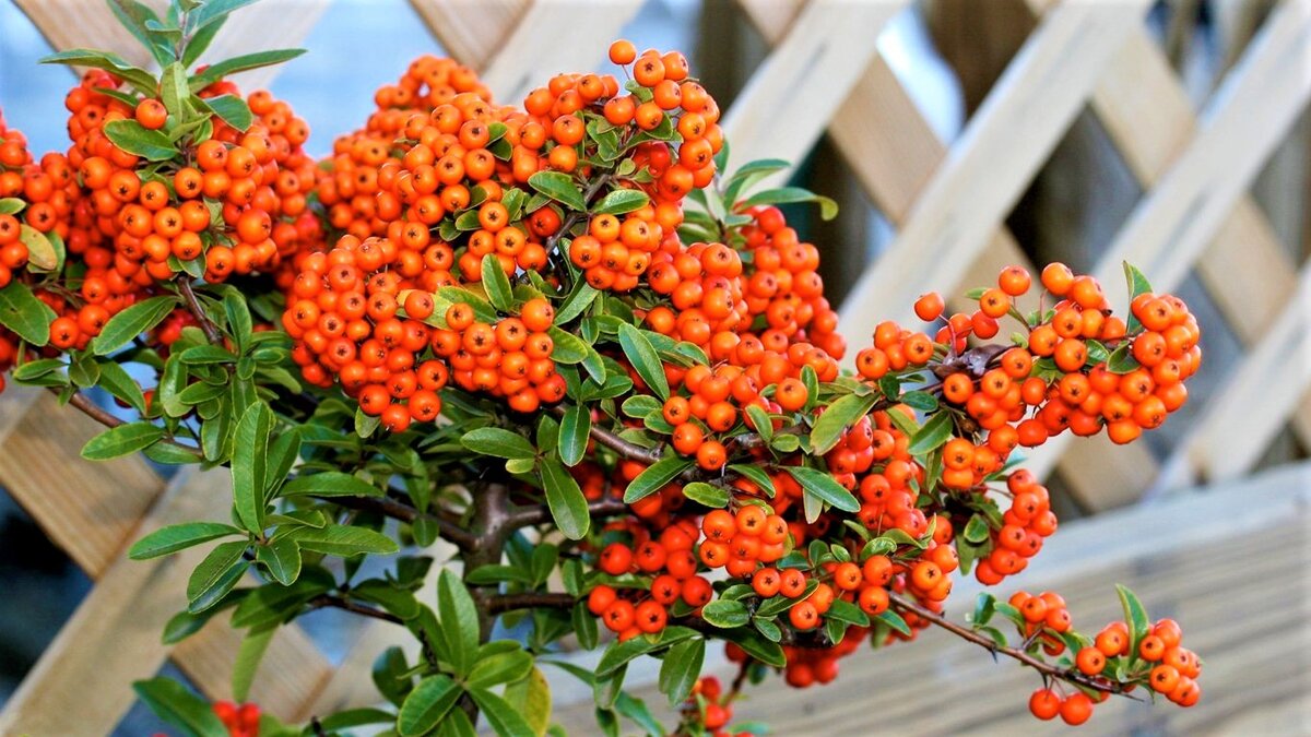 7 piante rampicanti che crescono magnificamente all’ombra, anche negli angoli più bui