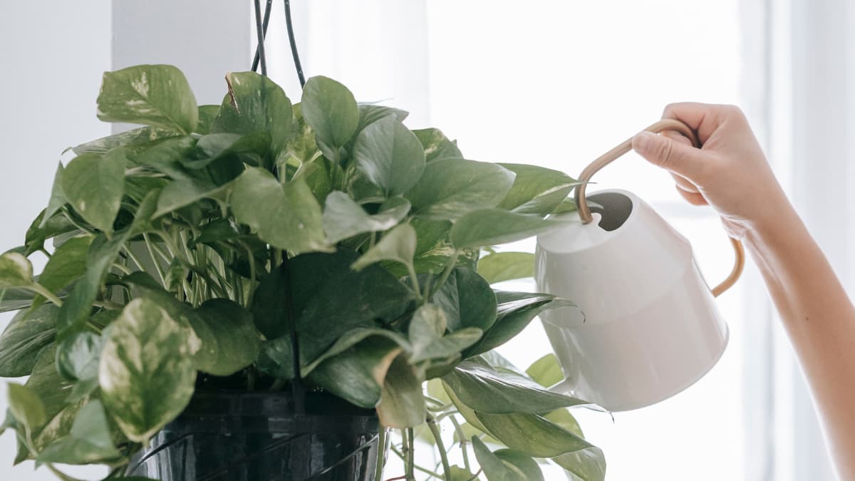 Di cosa ha davvero bisogno il tuo scindapsus ad aprile per passare in un mese da rado a rigoglioso 3 Di cosa ha davvero bisogno il tuo scindapsus ad aprile per passare in un mese da rado a rigoglioso