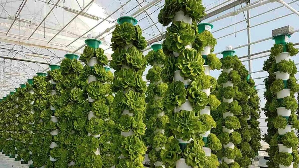 8 idee per un orto idroponico nel cortile sul retro con sistema di circolazione automatica: un aspetto pulito, ordinato ed elegante