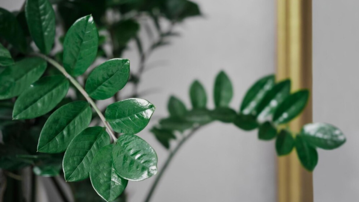 9 piante che amano l’ombra e sono perfette da coltivare in casa 4 9 piante che amano l’ombra e sono perfette da coltivare in casa