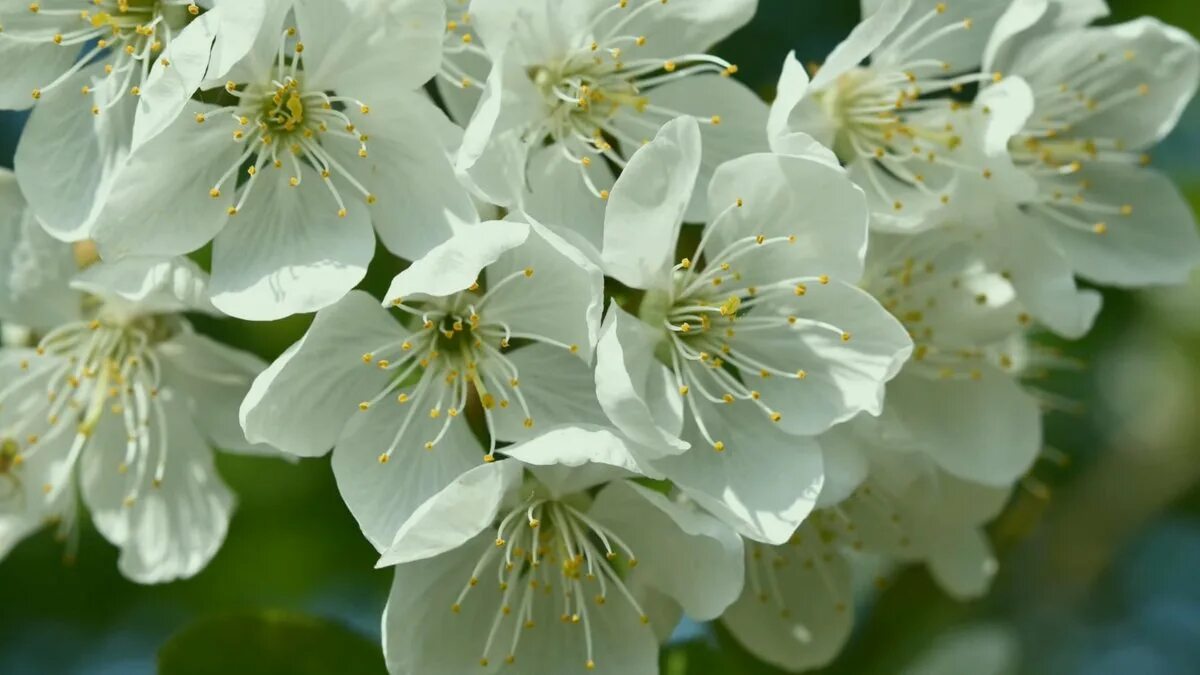 Ecco 12 dei migliori alberi nani per un piccolo cortile che possono dare il massimo fascino alla facciata della casa 5 Ecco 12 dei migliori alberi nani per un piccolo cortile che possono dare il massimo fascino alla facciata della casa