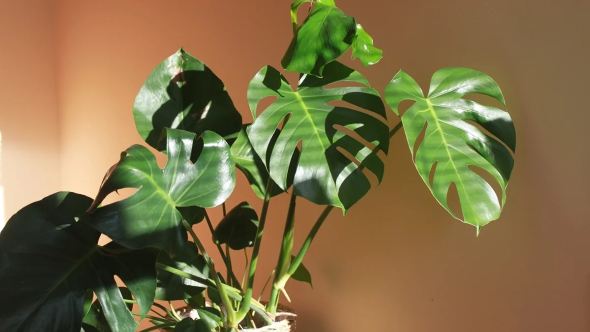 9 piante che amano l’ombra e sono perfette da coltivare in casa 5 9 piante che amano l’ombra e sono perfette da coltivare in casa