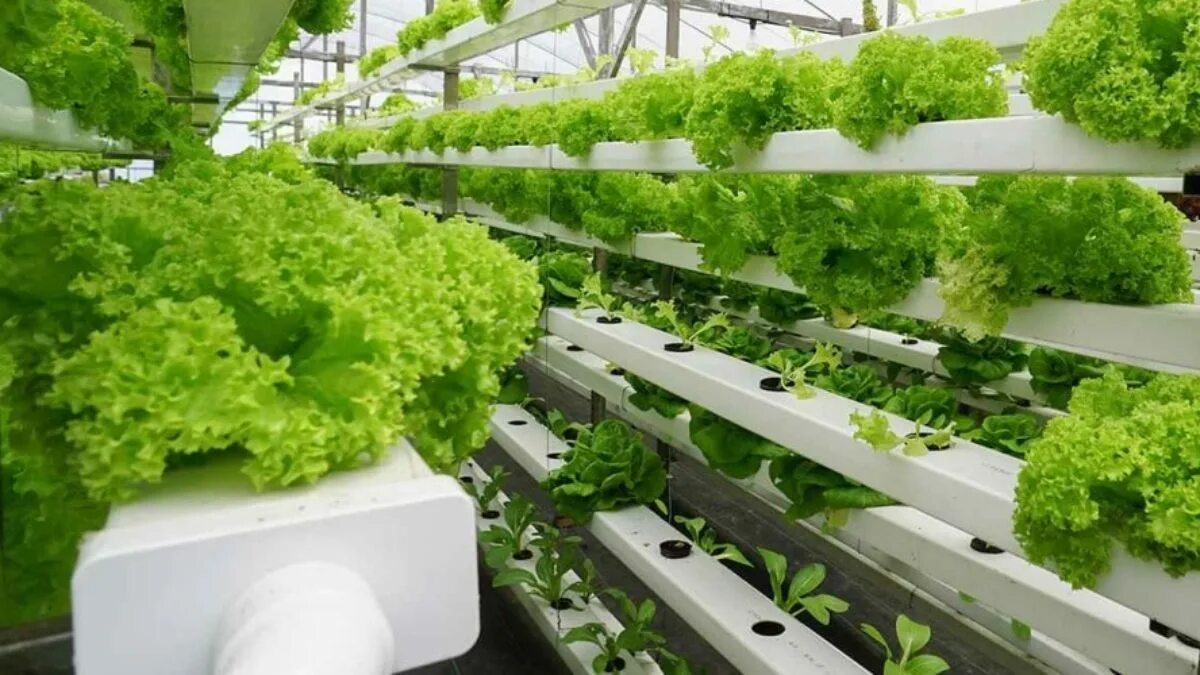 8 idee per un orto idroponico nel cortile sul retro con sistema di circolazione automatica: un aspetto pulito, ordinato ed elegante