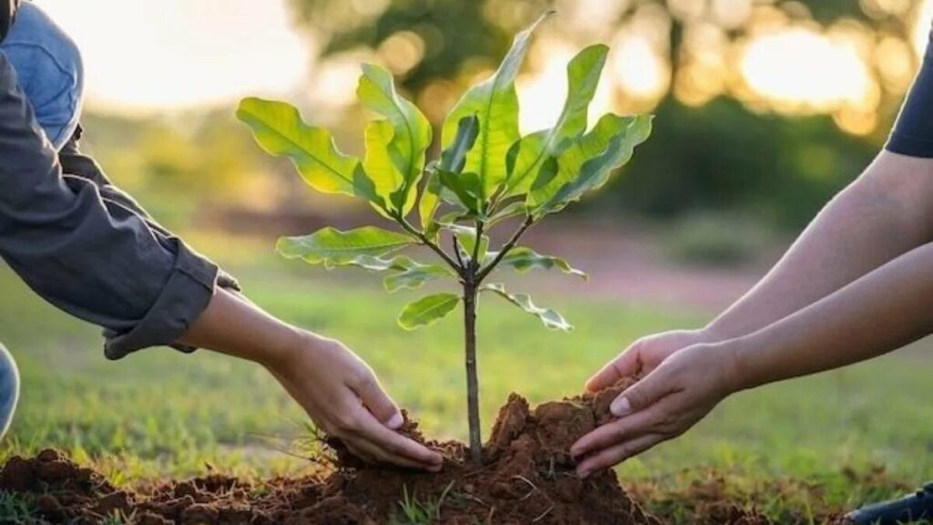 5 alberi da frutto per il cortile le cui radici non rovinano la recinzione