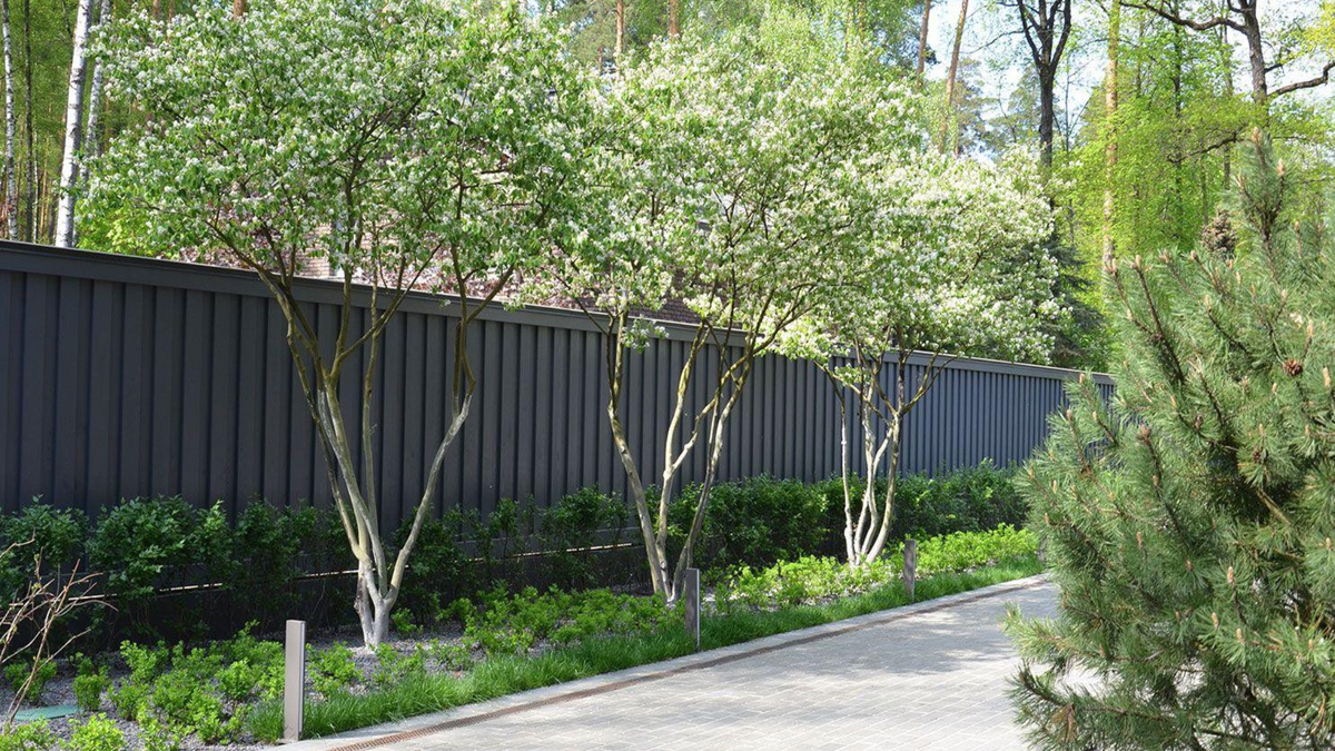 Ecco 12 dei migliori alberi nani per un piccolo cortile che possono dare il massimo fascino alla facciata della casa 6 Ecco 12 dei migliori alberi nani per un piccolo cortile che possono dare il massimo fascino alla facciata della casa