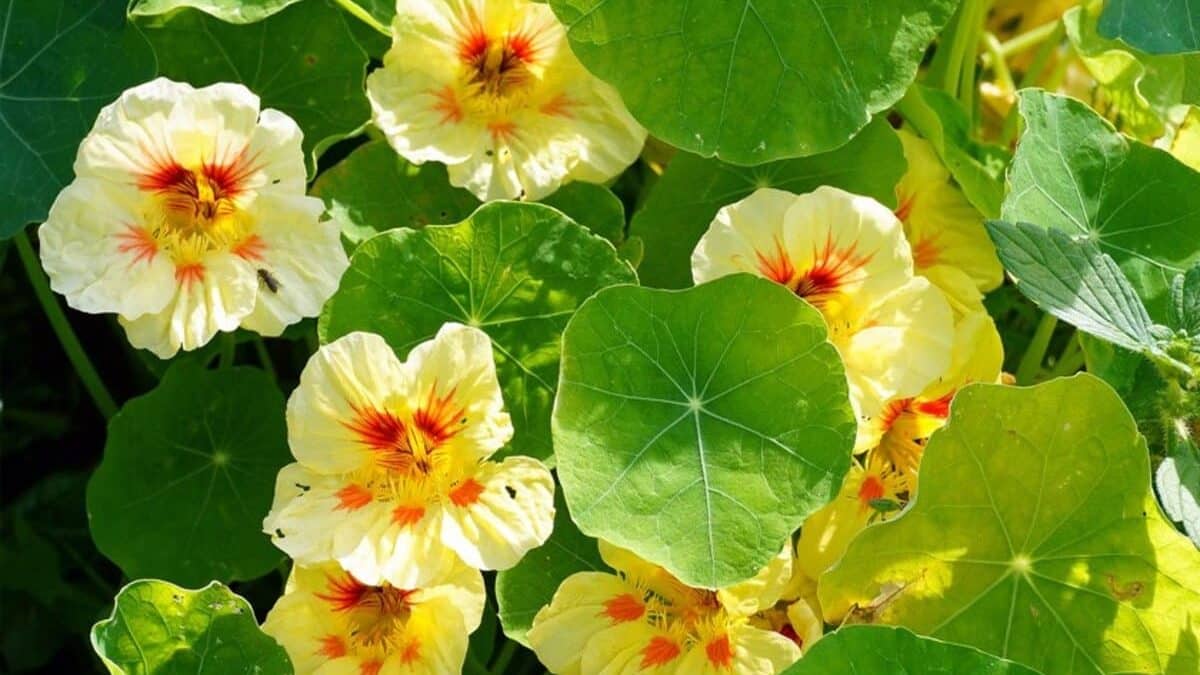 Piantate subito questi 8 fiori a crescita rapida per avere un giardino luminoso nel giro di poche settimane, compresi gli spettacolari bocche di leone