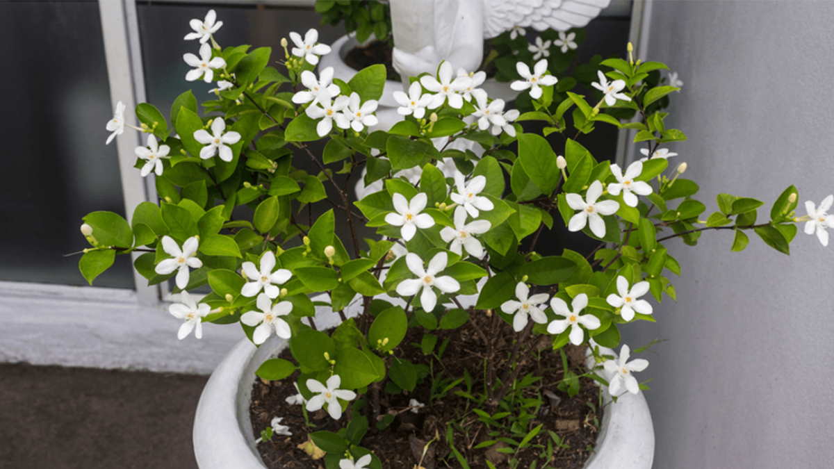 Se curi il gelsomino ad aprile, ricorda la regola dei “5 no”: la pianta produrrà nuovi germogli con forza e i fiori sbocceranno con un profumo intenso che si diffonderà in tutta la casa 4 Se curi il gelsomino ad aprile, ricorda la regola dei “5 no”: la pianta produrrà nuovi germogli con forza e i fiori sbocceranno con un profumo intenso che si diffonderà in tutta la casa