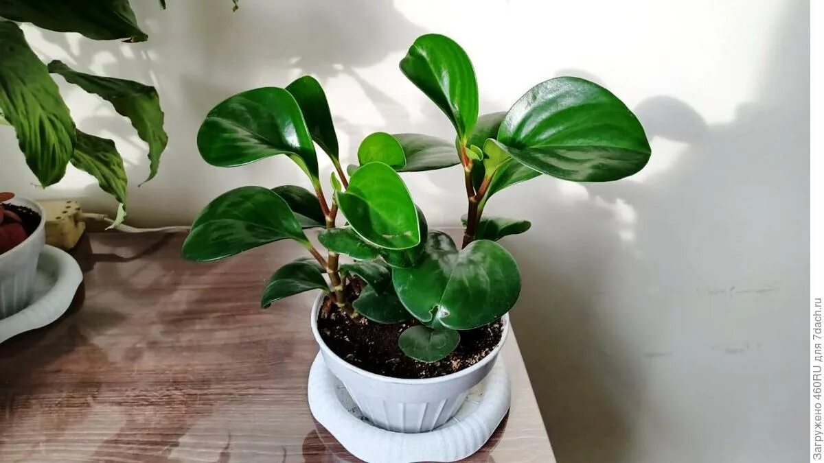 9 piante che amano l’ombra e sono perfette da coltivare in casa 6 9 piante che amano l’ombra e sono perfette da coltivare in casa