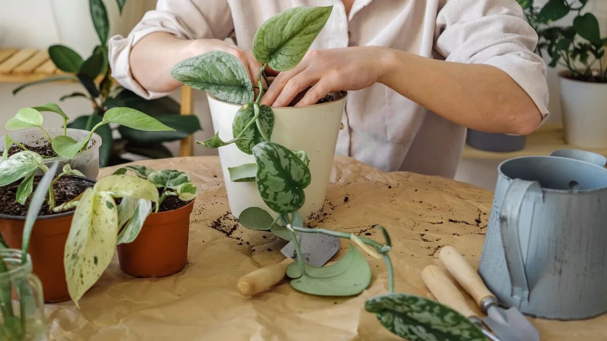 Di cosa ha davvero bisogno il tuo scindapsus ad aprile per passare in un mese da rado a rigoglioso 4 Di cosa ha davvero bisogno il tuo scindapsus ad aprile per passare in un mese da rado a rigoglioso
