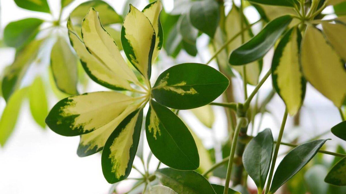 8 alberi da casa che crescono molto velocemente