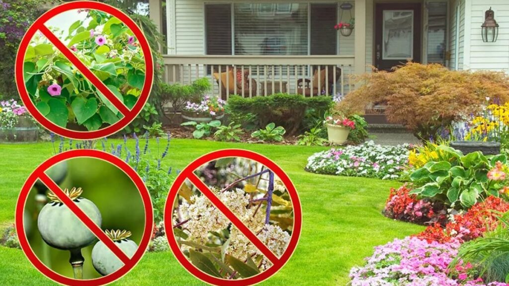 6 tipi di piante che non dovrebbero essere piantati davanti all’ingresso di casa