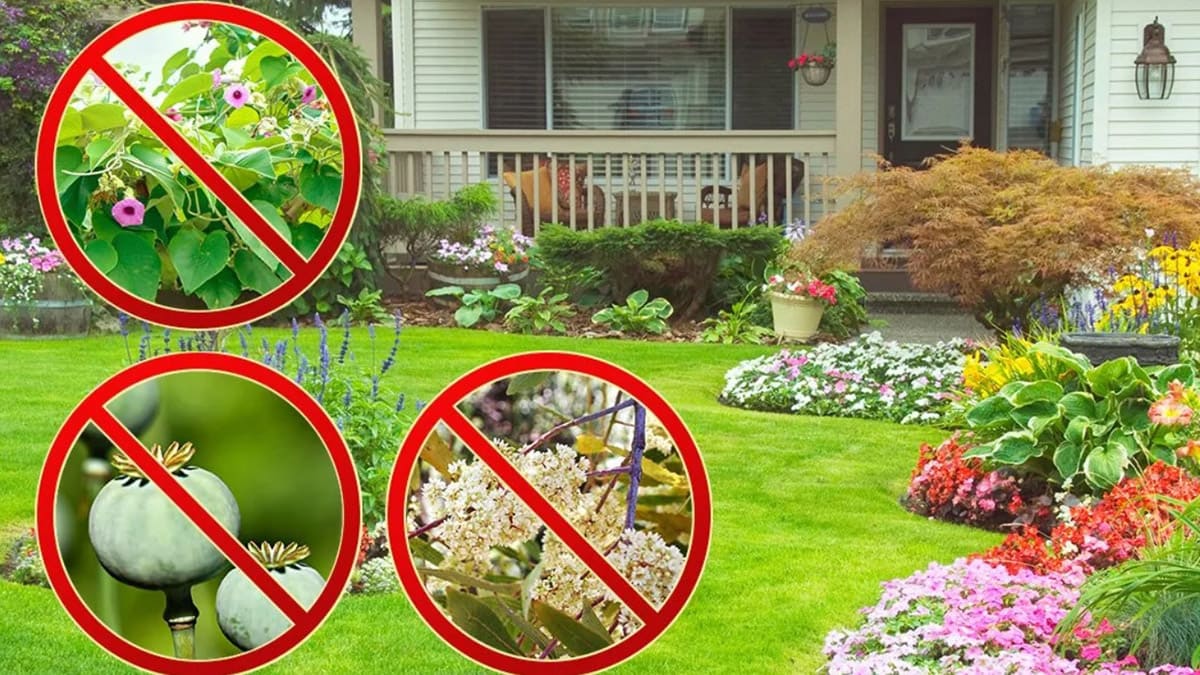 6 tipi di piante che non dovrebbero essere piantati davanti all’ingresso di casa