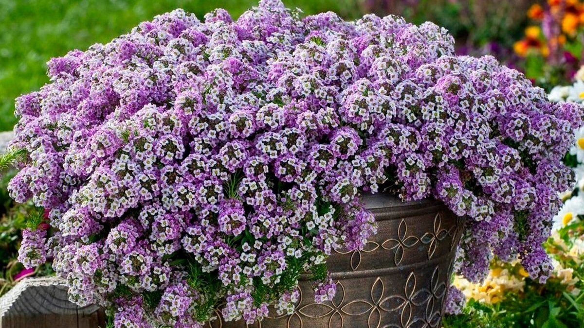 Piantate subito questi 8 fiori a crescita rapida per avere un giardino luminoso nel giro di poche settimane, compresi gli spettacolari bocche di leone