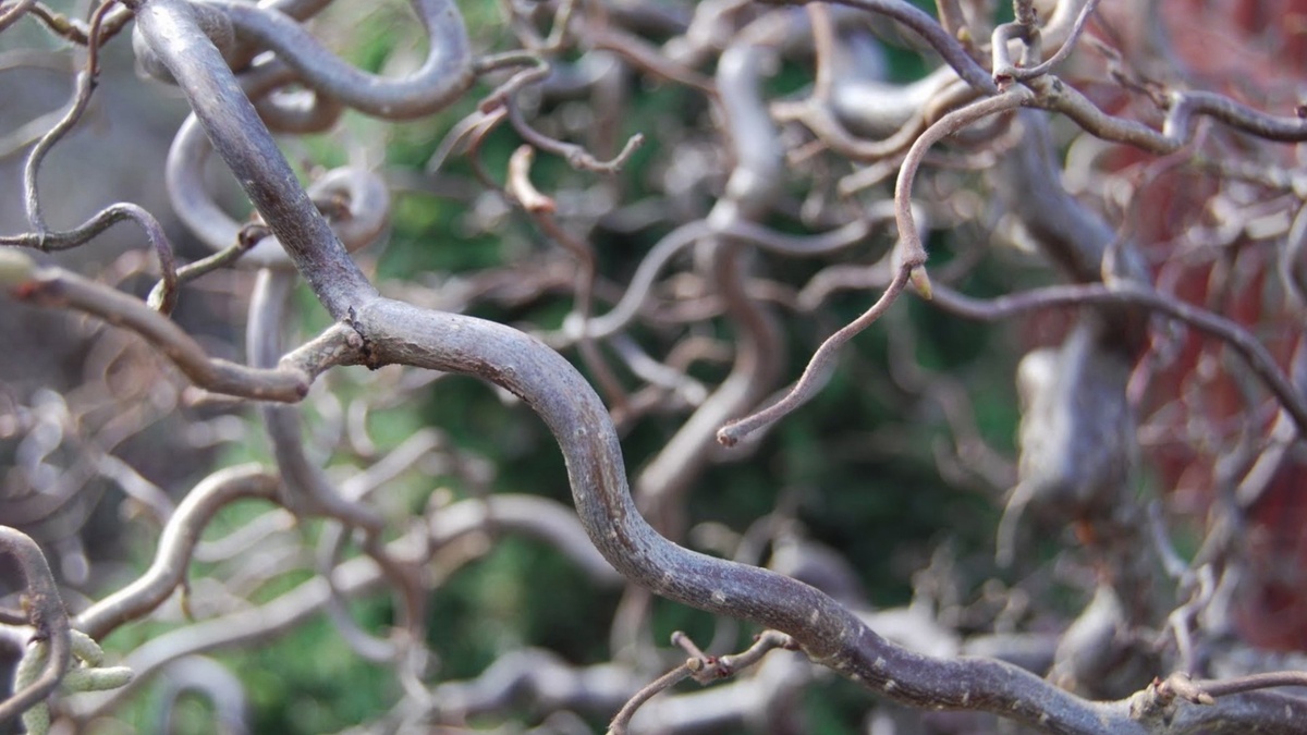 Ecco 12 dei migliori alberi nani per un piccolo cortile che possono dare il massimo fascino alla facciata della casa 7 Ecco 12 dei migliori alberi nani per un piccolo cortile che possono dare il massimo fascino alla facciata della casa