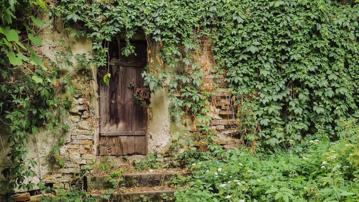 6 tipi di piante che non dovrebbero essere piantati davanti all’ingresso di casa