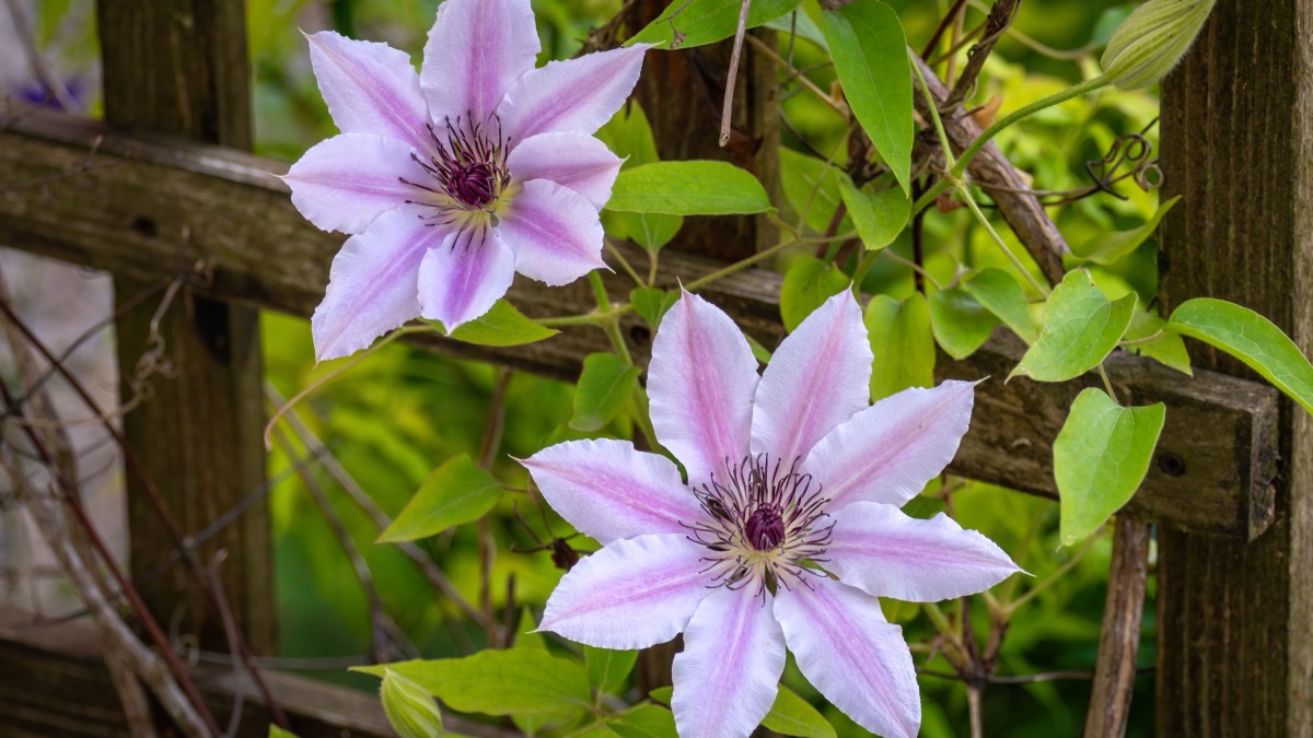 7 piante rampicanti che crescono magnificamente all’ombra, anche negli angoli più bui