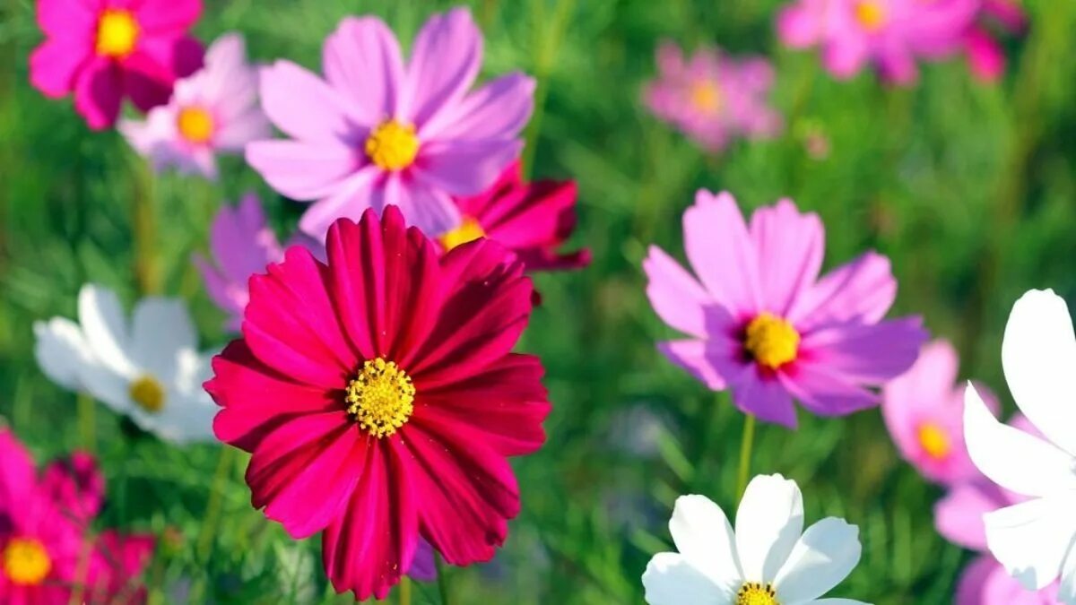 Piantate subito questi 8 fiori a crescita rapida per avere un giardino luminoso nel giro di poche settimane, compresi gli spettacolari bocche di leone