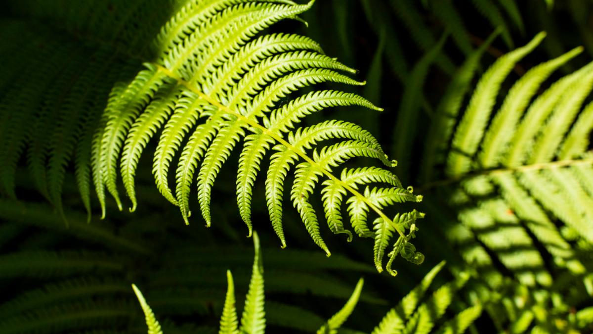 9 piante che amano l’ombra e sono perfette da coltivare in casa 8 9 piante che amano l’ombra e sono perfette da coltivare in casa