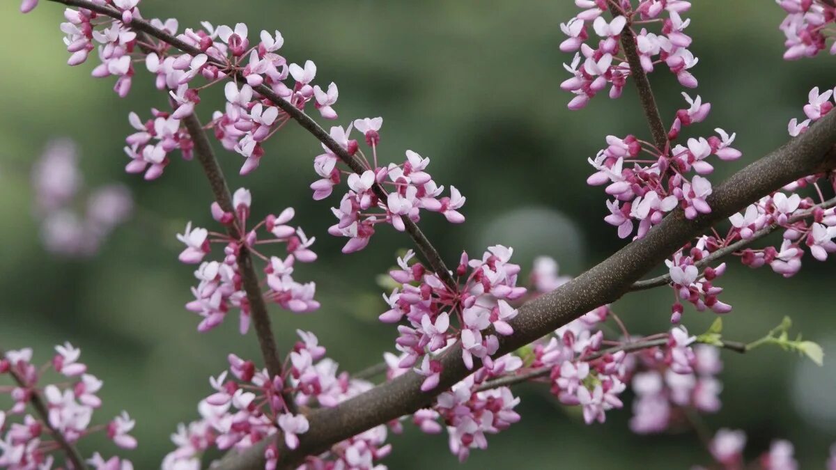 Ecco 12 dei migliori alberi nani per un piccolo cortile che possono dare il massimo fascino alla facciata della casa 8 Ecco 12 dei migliori alberi nani per un piccolo cortile che possono dare il massimo fascino alla facciata della casa