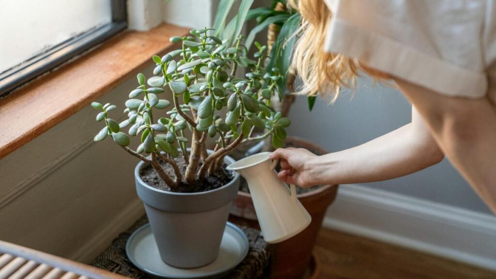 8 alberi da casa che crescono molto velocemente