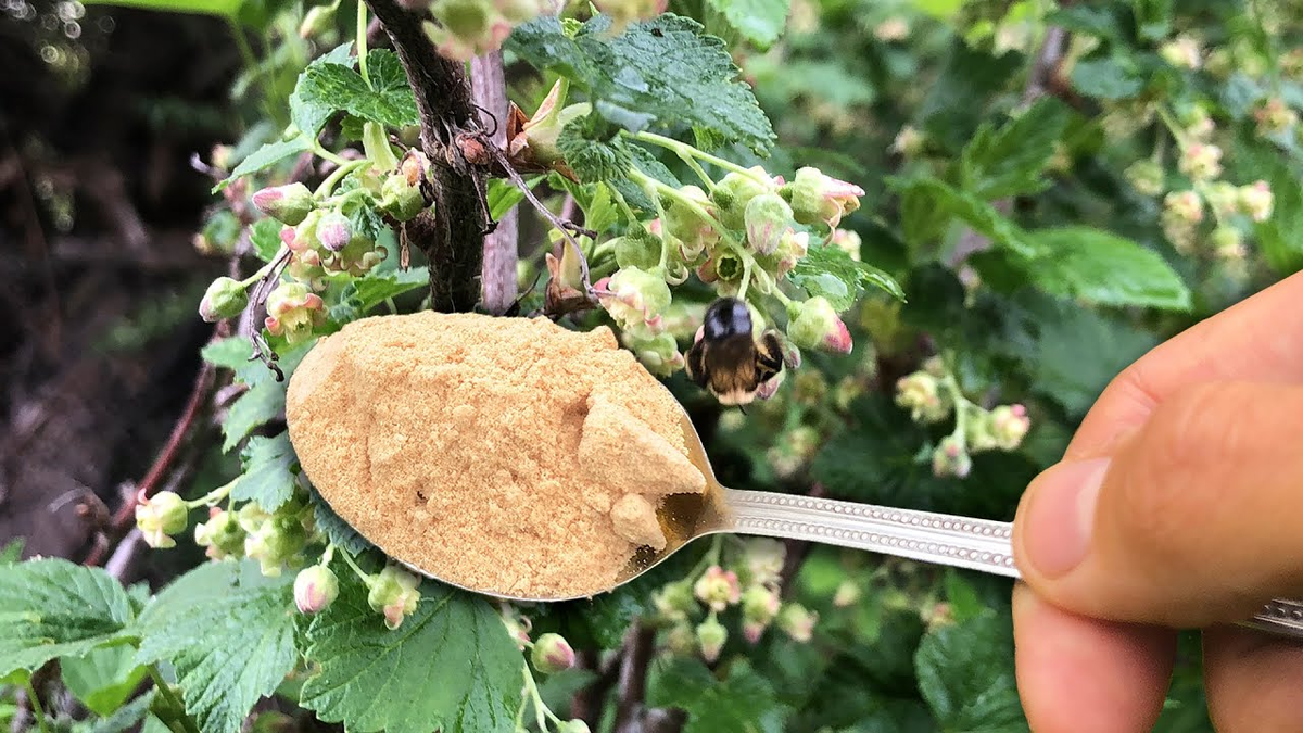 8 cucchiai sotto ogni cespuglio ad aprile e il ribes crescerà più grande dell’uva e più dolce del miele: il raccolto andrà raccolto a secchiate