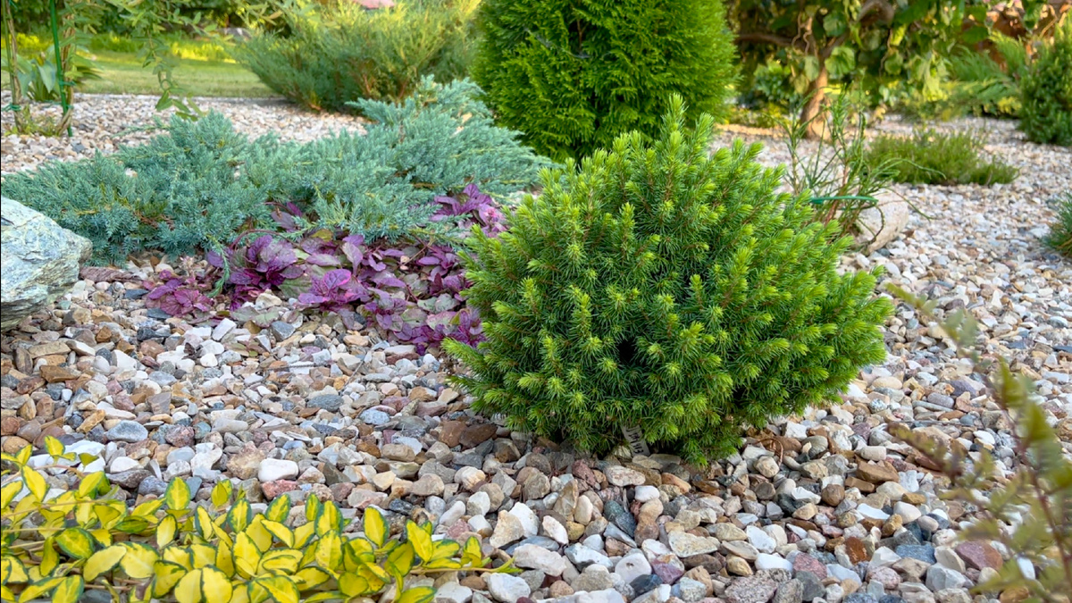 Ecco 12 dei migliori alberi nani per un piccolo cortile che possono dare il massimo fascino alla facciata della casa 9 Ecco 12 dei migliori alberi nani per un piccolo cortile che possono dare il massimo fascino alla facciata della casa