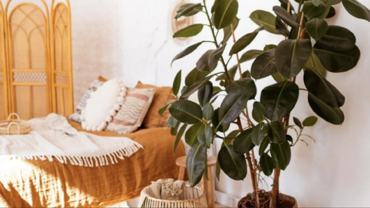 8 alberi da casa che crescono molto velocemente