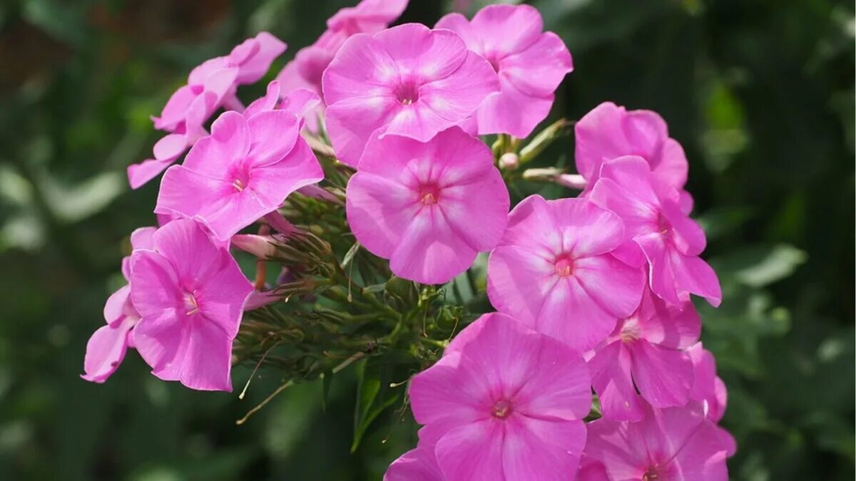 Piantate subito questi 8 fiori a crescita rapida per avere un giardino luminoso nel giro di poche settimane, compresi gli spettacolari bocche di leone