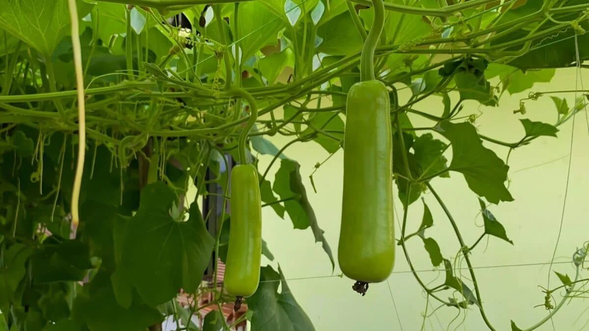 Consigli per l’orto di casa: ecco come coltivare la zucca a fiasco nel tuo orto domestico e dire addio ai problemi con le verdure durante l’estate