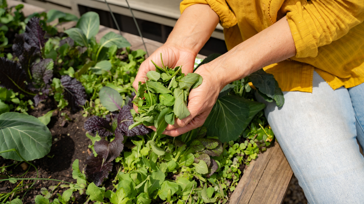 Rendete la vita più sana con un orto da cucina: scoprite il modo più semplice per coltivare ortaggi in vaso