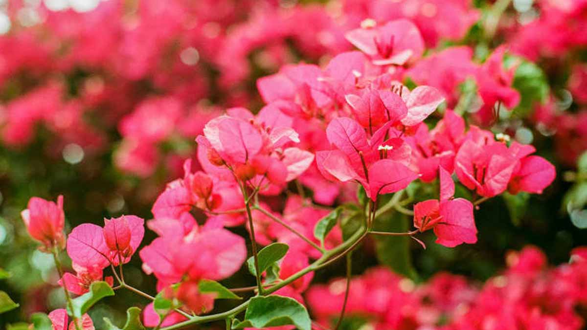 Bouganvillea senza fiori: questi 3 gesti da fare subito per far ripartire la fioritura più in fretta del previsto