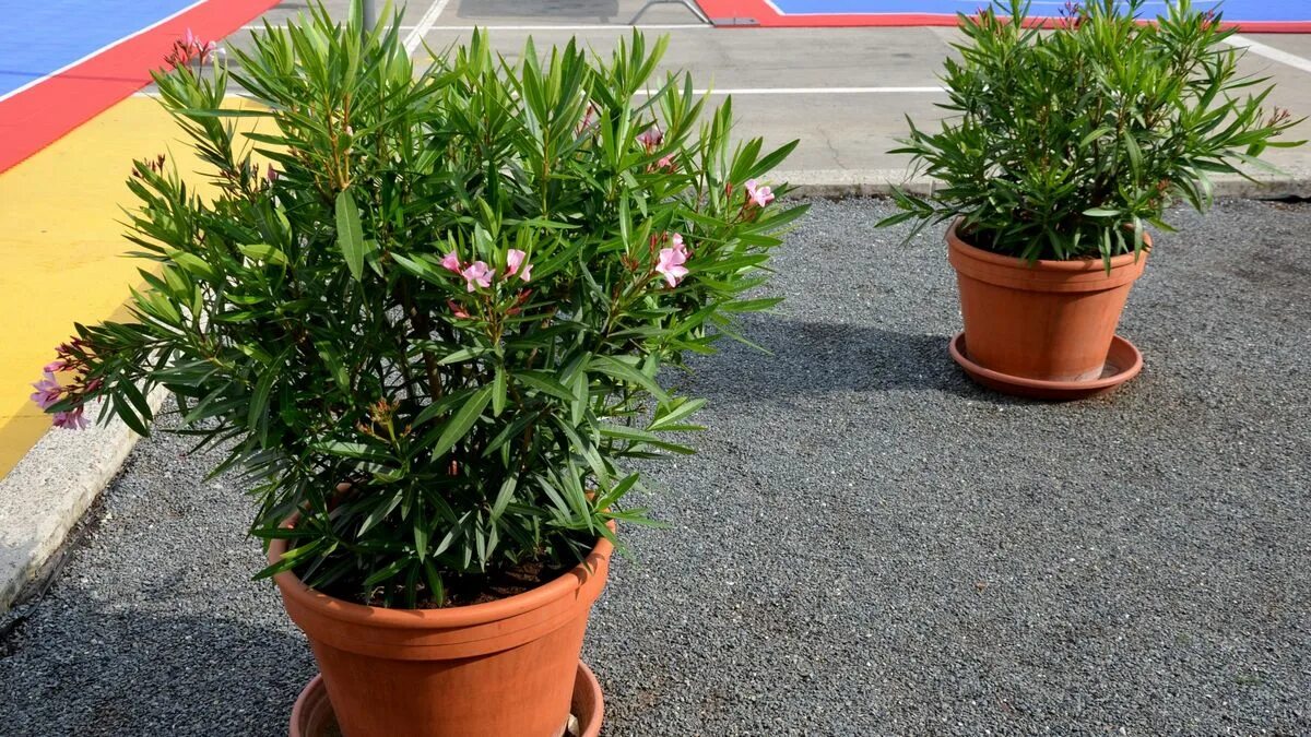 L’oleandro tutto grigio dopo l’inverno? Questi gesti di inizio primavera possono salvarlo e rilanciare la fioritura