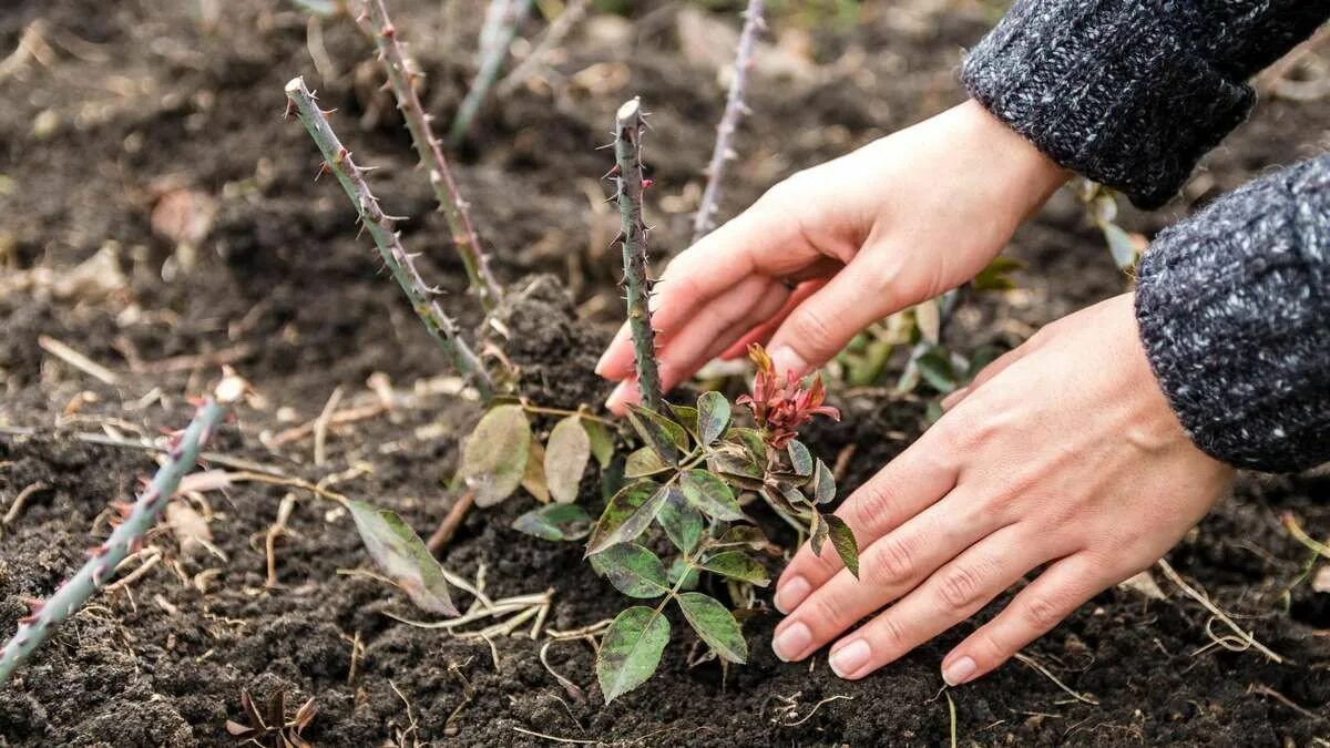 Adesso è il momento di piantare le rose a radice nuda. Il giardino si riempirà di fiori
