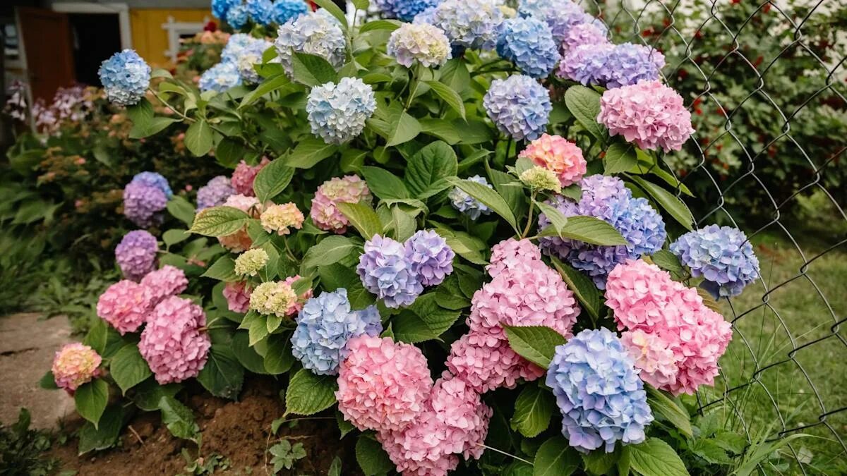 Ecco perché l’ortensia non fiorisce: con questo trucco economico da cucina tornerà a riempirsi di fiori