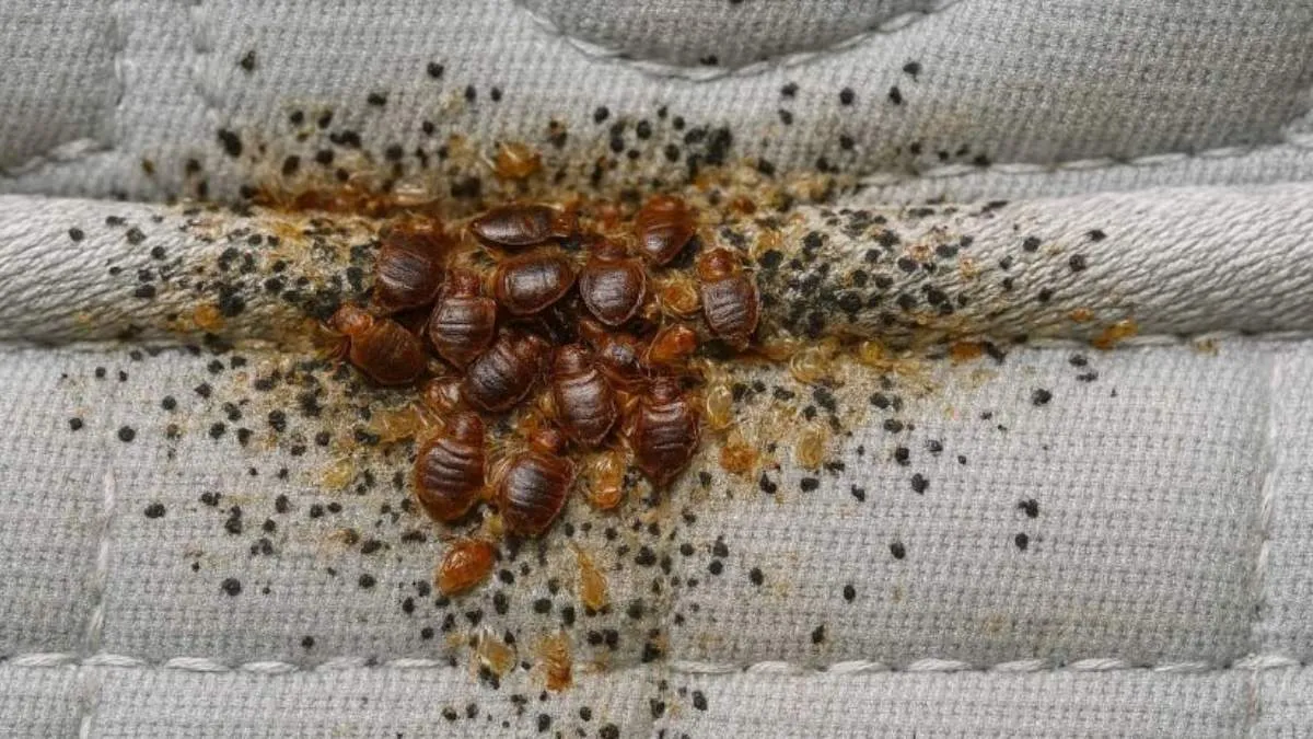 Avete questa cosa in camera? È un vero magnete per le cimici dei letti